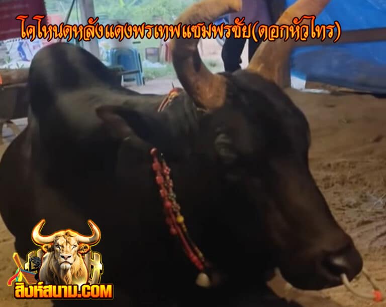 โคโหนดหลังแดงพรเทพแซมพรชัย(ดอกหัวไทร)20000000000_