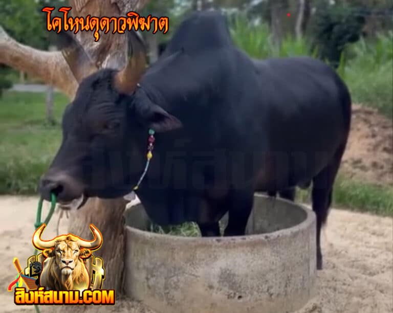 โคโหนดุดาวพิฆาต_0