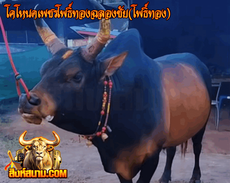 โคโหนดเพชรโพธิ์ทองฉลองชัย(โพธิ์ทอง)