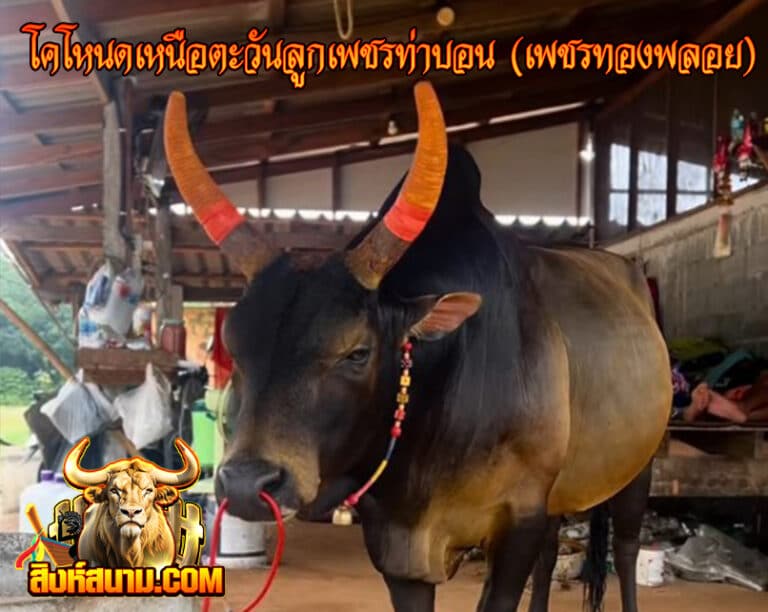 โคโหนดเหนือตะวันลูกเพชรท่าบอน (เพชรทองพลอ