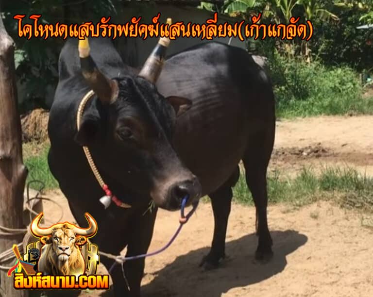 โคโหนดแสบรักพยัคฆ์แสนเหลี่ยม(เก้าแกจัด)333333