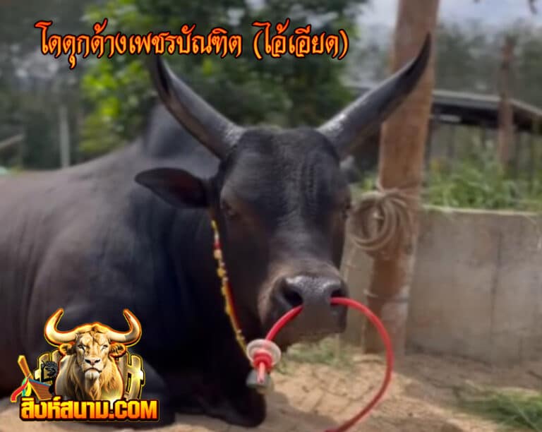 โดดุกด้างเพชรบัณฑิต (ไอ้เอียด)22222222222222222_0