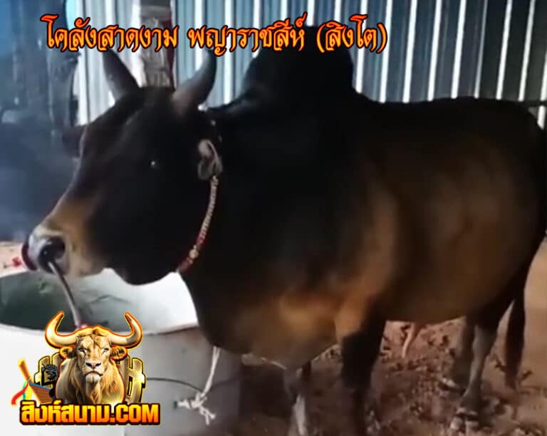 โดลังสาดงาม พญาราชสีห์ (สิงโต)333333333333_0