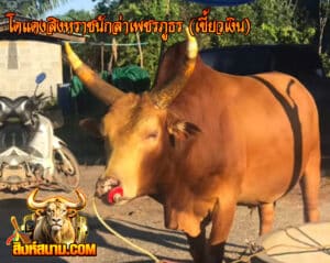 โดแดงสิงหราชนักล่าเพชรภูธร-เขี้ยวเงิน33333333-300x239