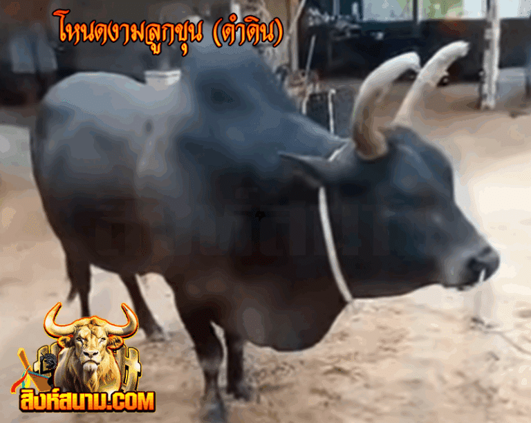 โหนดงามลูกขุน (ดำดิน)_0