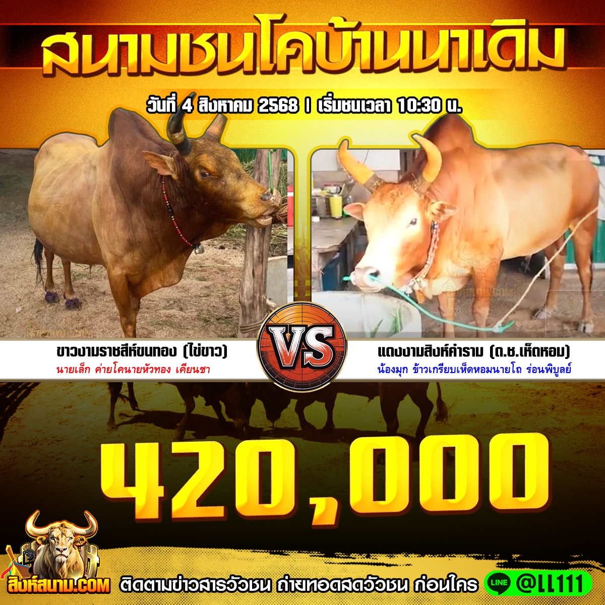 คู่เอกวัวชนรายวัน 4.8.65