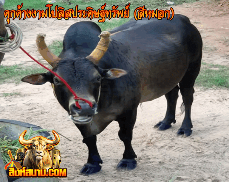 ดุกด้างงามโปลิสประดิษฐ์ทรัพย์ (สีหมอก)_0