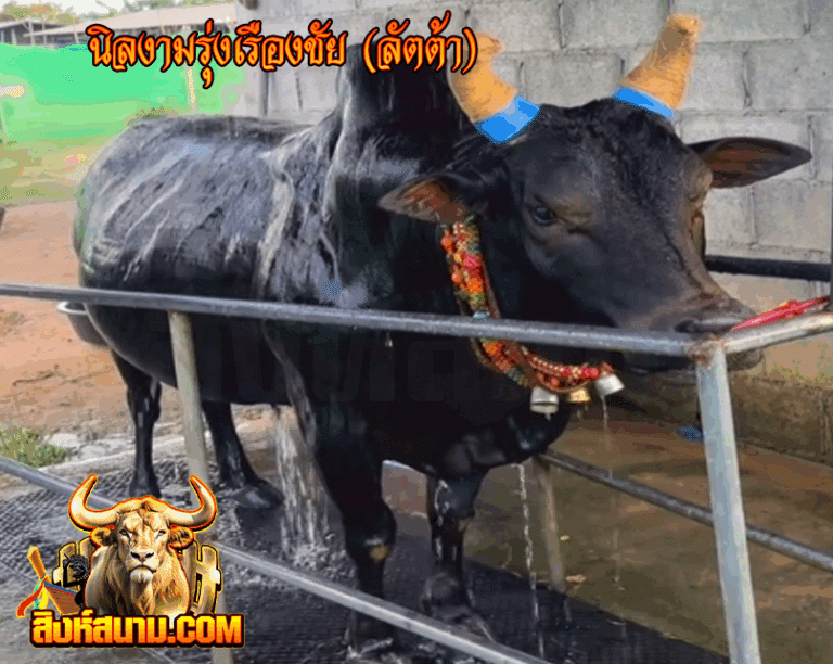 นิลงามรุ่งเรืองชัย (ลัตต้า)_0