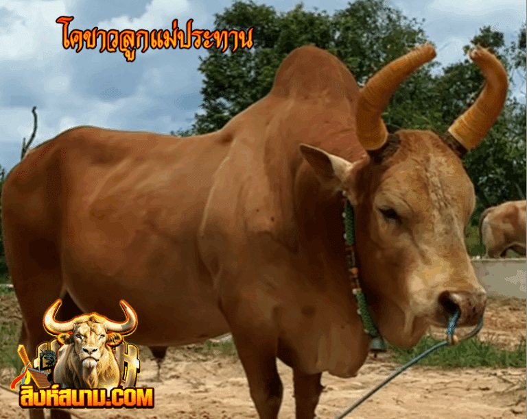 รูปเดี๋ยว 33333333333310-8-68