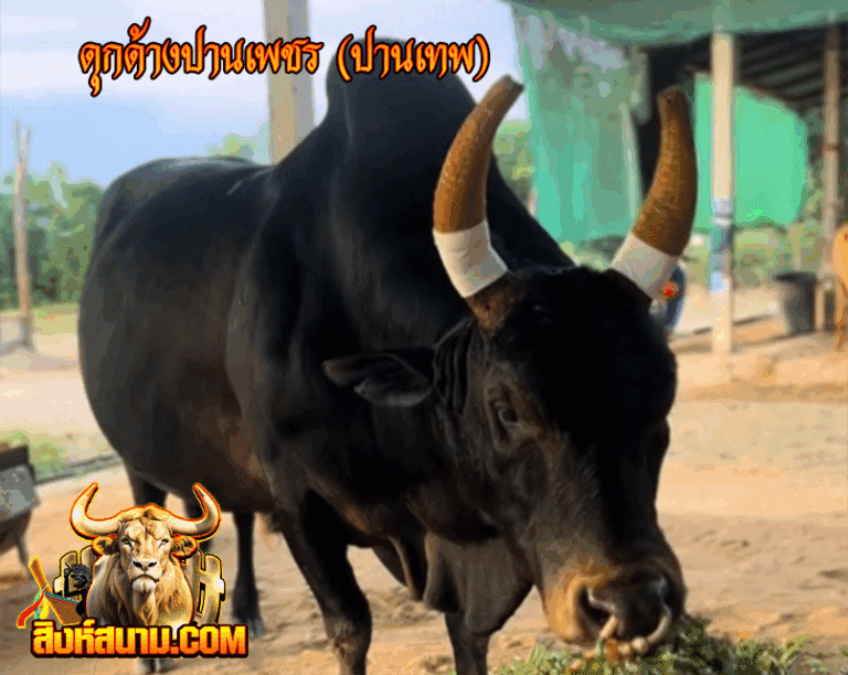 รูปเดี๋ยว 8-8-68-ดุกด้างปานเพชร (ปานเทพ)_0