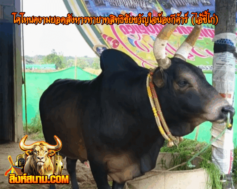 รูปเดี๋ยว 8-8-68-โคโหนดงามยอดสังหารทายาทสิทธิ
