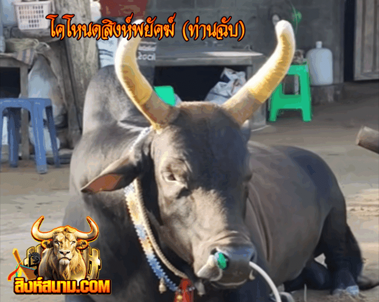 รูปเดี๋ยว ขาวงามเจ้าเสน่ห์15-8-68-Recovered