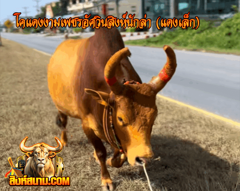 รูปเดี๋ยว ขาวงามเจ้าเสน่ห์15-8-68-Recovered