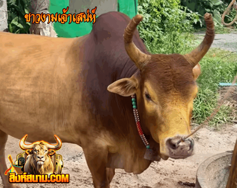 รูปเดี๋ยว ขาวงามเจ้าเสน่ห์15-8-68_0