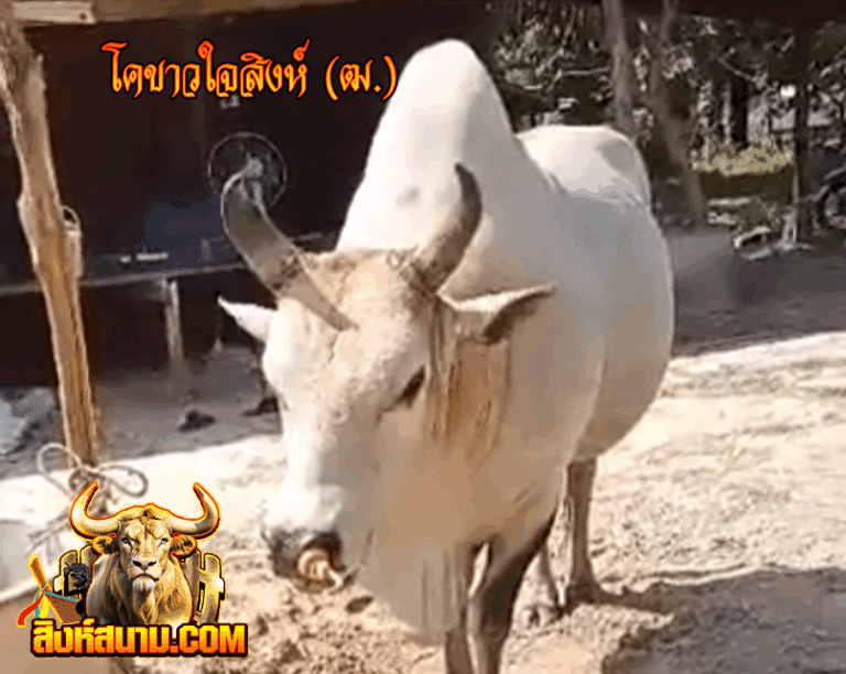 รูปเดี๋ยว ขาวใจสิงห์ (ฒ