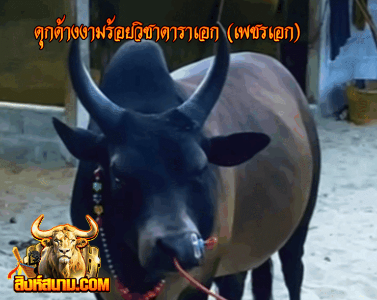 รูปเดี๋ยว ดุกด้างงามร้อยวิชาดาราเอก (เพชร