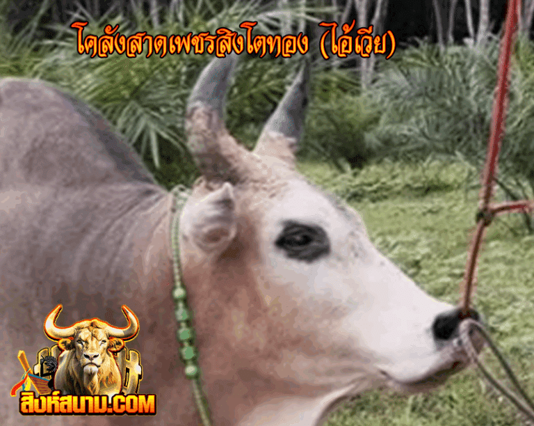 รูปเดี๋ยว ลังสาด เพชรสิงโตทอง (ไอ้เวีย) 18-8-68-Re