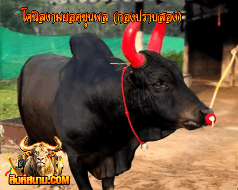 รูปเดี๋ยว อนิลงามยอดขุนพล (กองปราบสอง) 10-8-68