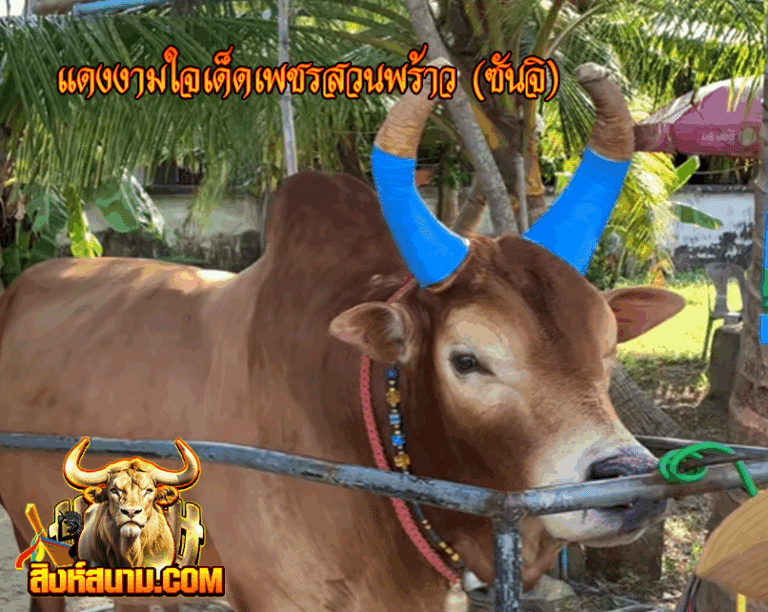 รูปเดี๋ยว แดงงามใจเด็ดเพชรสวนพร้าว (ซันจิ)