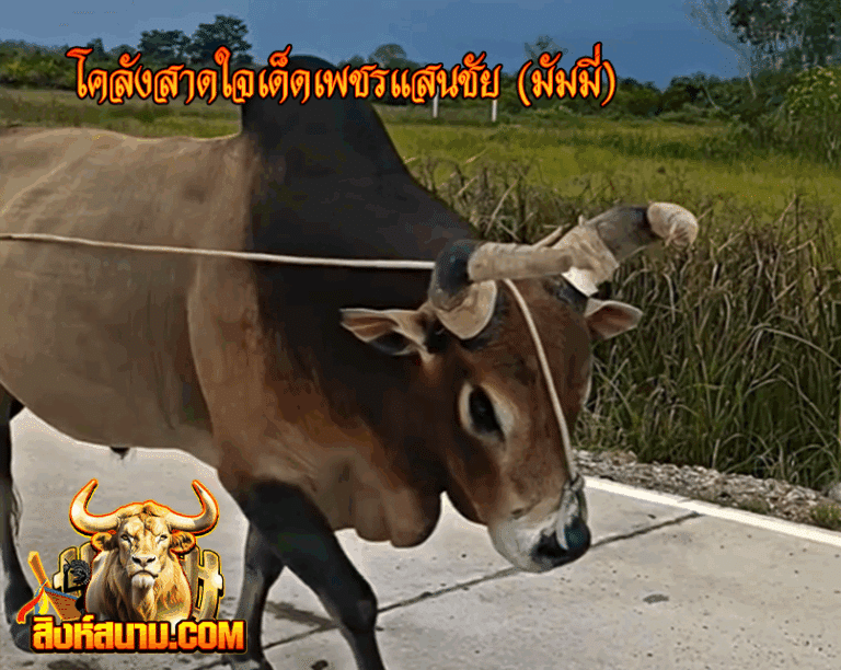 รูปเดี๋ยว โคลังสาดใจเด็ดเพชรแสนชัย (มัมมี_0