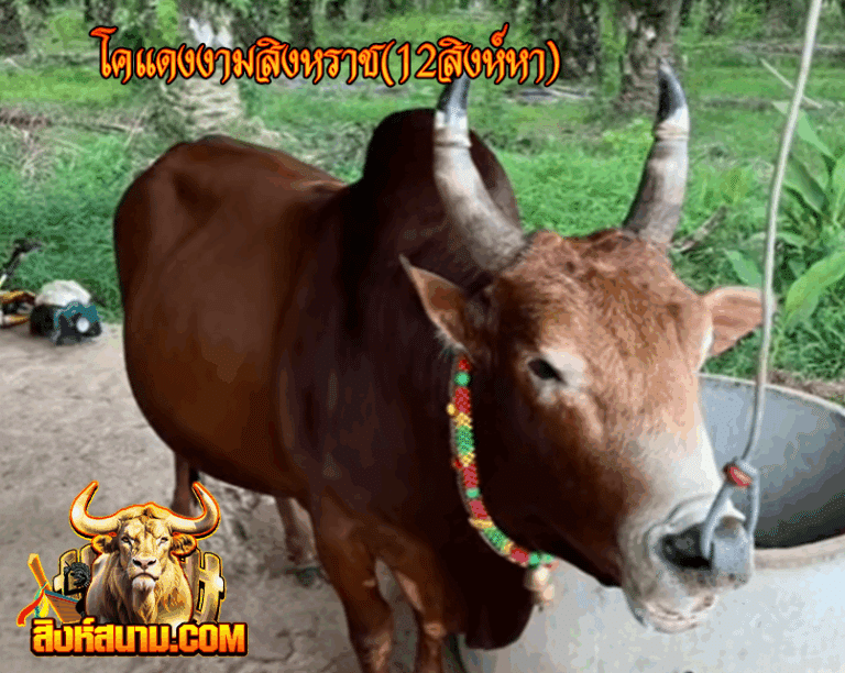 รูปเดี๋ยว โคแดงงามสิงหราช(12สิงห์หา) 14-8-68_0