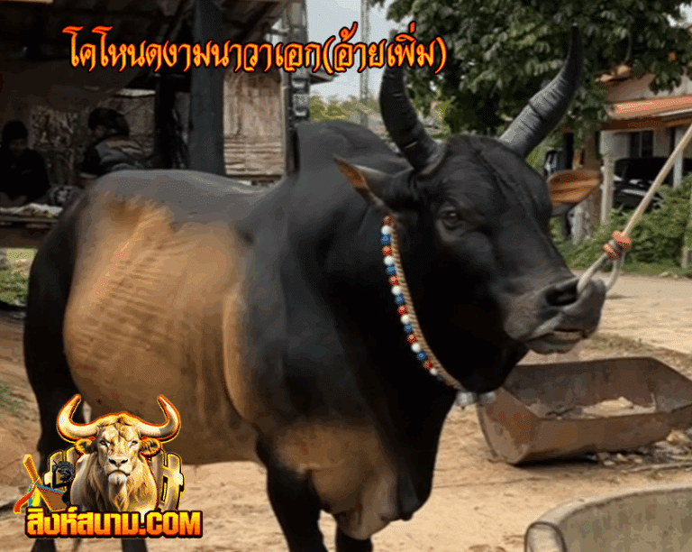 รูปเดี๋ยว โคโหนดงามนาวาเอก(อ้ายเพิ่ม) 10-8-68_0