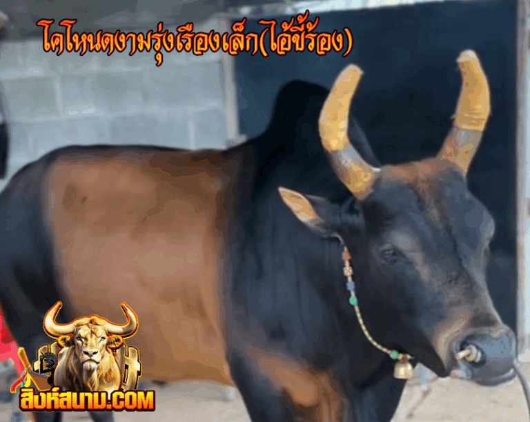 รูปเดี๋ยว โคโหนดงามรุ่งเรืองเล็ก(ไอ้ขี้ร้