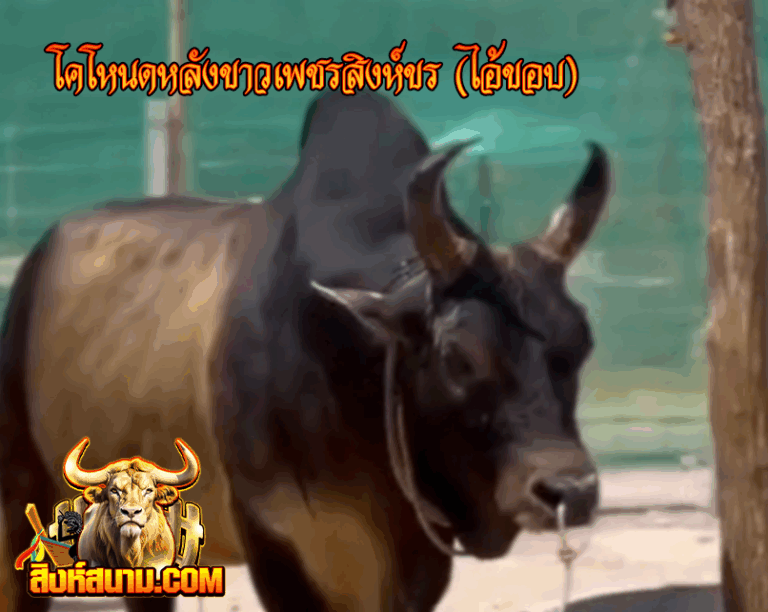 รูปเดี๋ยว โคโหนดหลังขาวเพชรสิงห์ขร (ไอ้ขอ_0