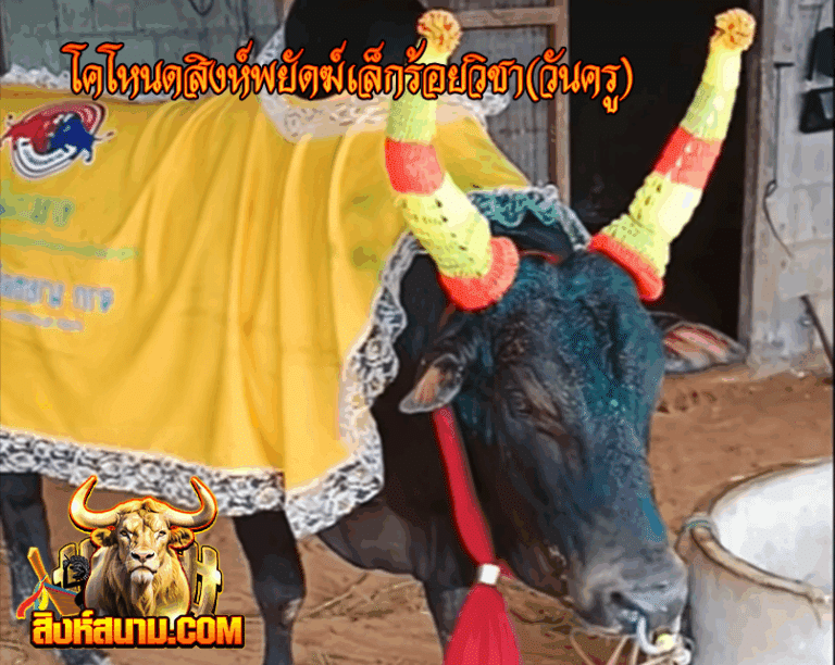 รูปเดี๋ยว โดโหนดสิงห์พยัดฆ์เล็กร้อยวิชา(ว