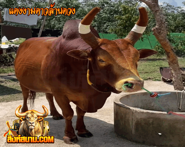 แดงงามดาวล้านดวง_0