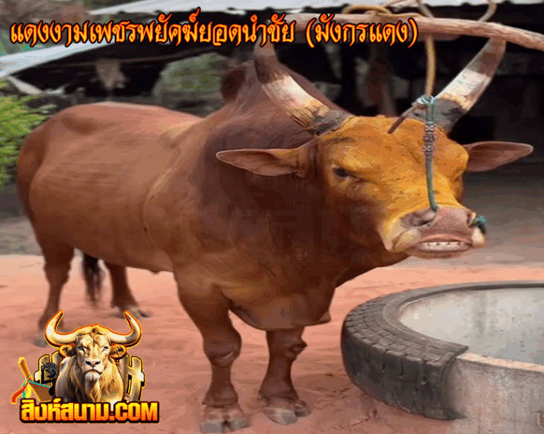 แดงงามเพชรพยัคฆ์ยอดนำชัย (มังกรแดง)_0