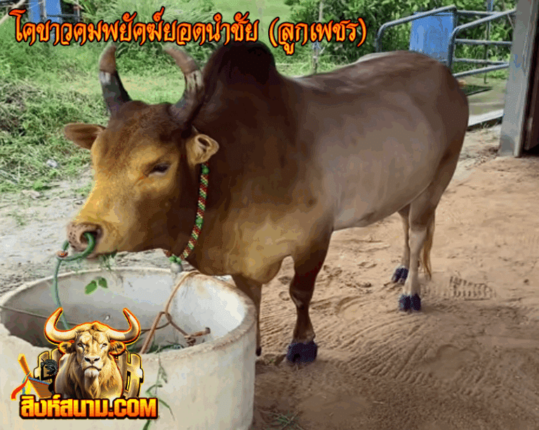 โคขาวคมพยัคฆ์ยอดนำชัย (ลูกเพชร)_0