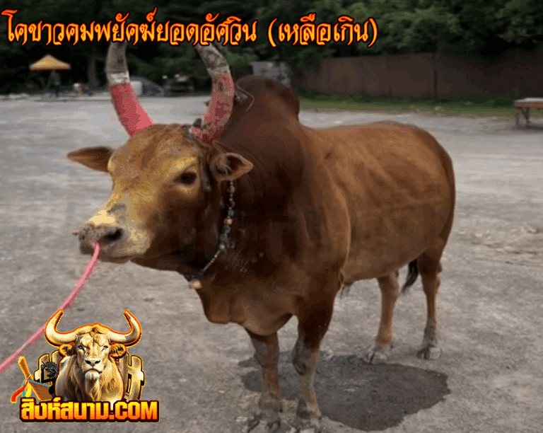 โคขาวคมพยัคฆ์ยอดอัศวิน (เหลือเกิน)_0