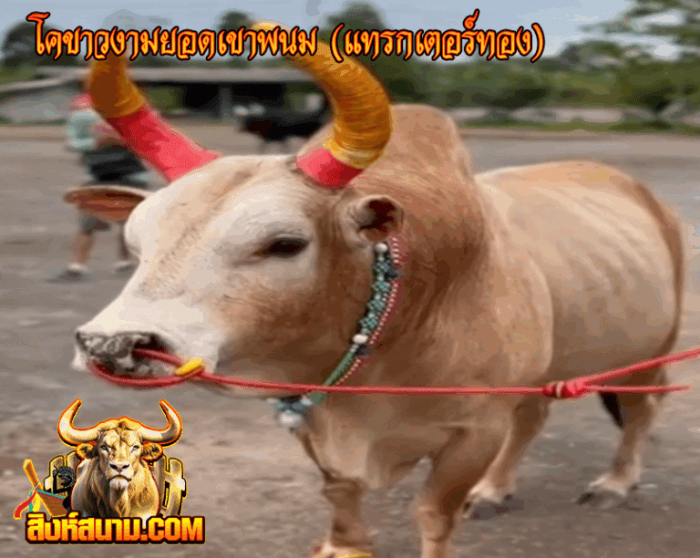 โคขาวงามยอดเขาพนม (แทรกเตอร์ทอง)_0