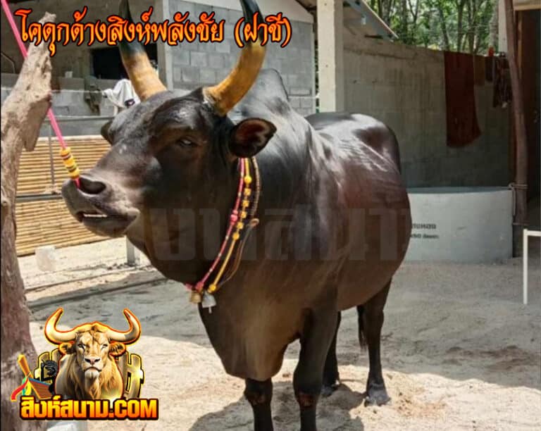 โคดุกด้างสิงห์พลังชัย (ฝาชี)_0