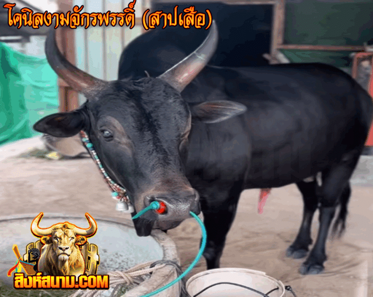 โคนิลงามจักรพรรดิ์ (สาปเสือ)_0