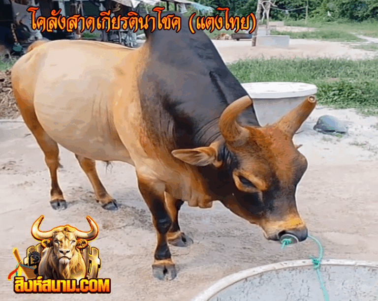 โคลังสาดเกียรตินาโชค (แตงไทย)