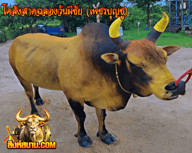 โคสังสาดฉลองวันมีชัย (เพชรบุญชู)_0