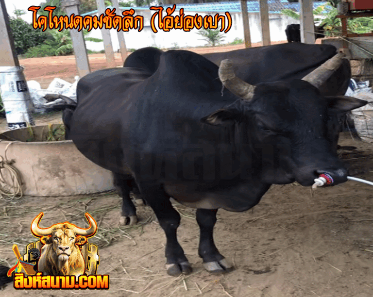 โคโหนดคมชัดลึก (ไอ้ย่องเบา)_0