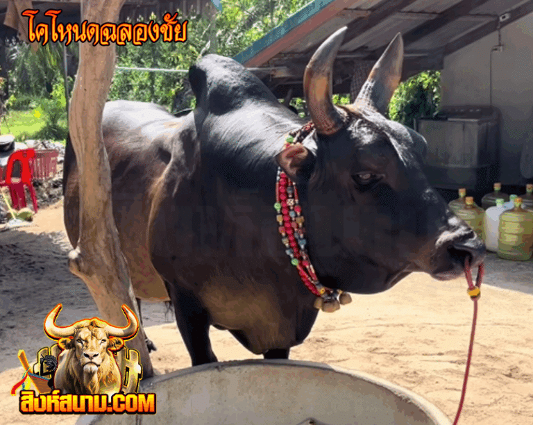 โคโหนดฉลองชัย_0