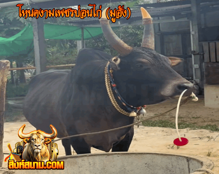 โหนดงามเพชรบ่อนไก่ (มูฮัง)_0