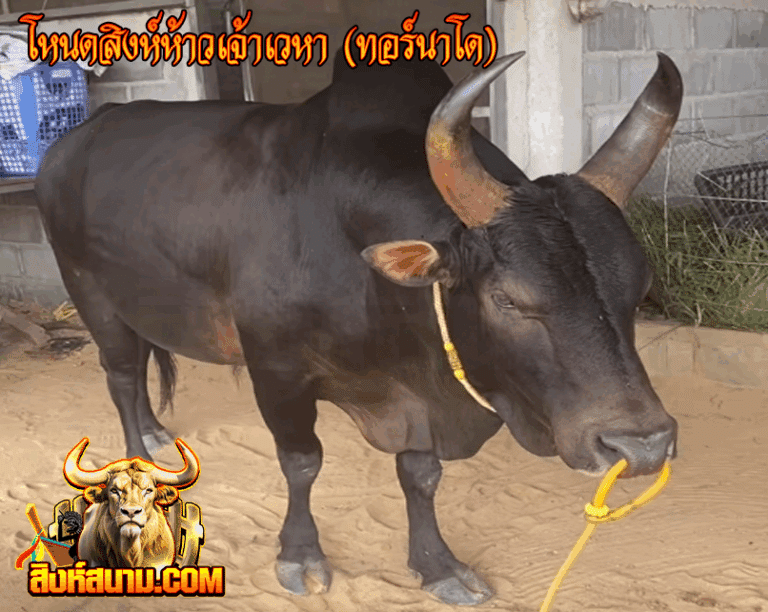 โหนดสิงห์ห้าวเจ้าเวหา (ทอร์นาโด)_0