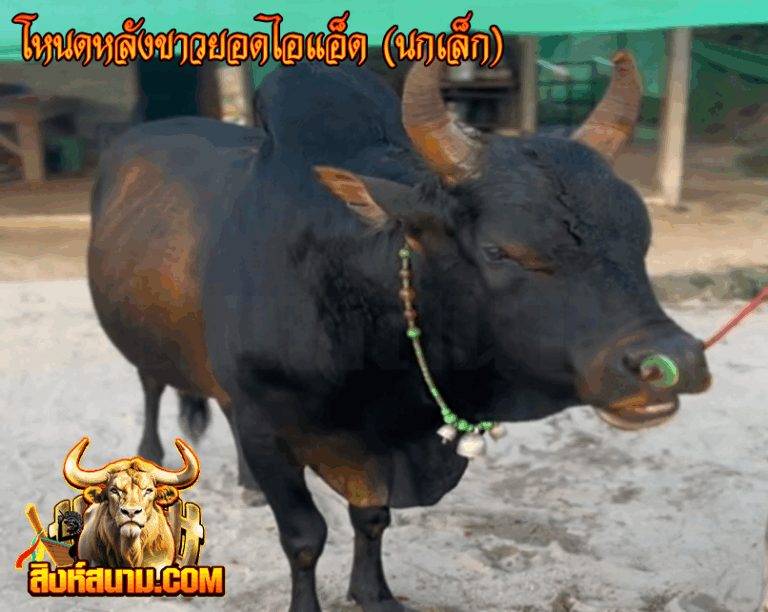 โหนดหลังขาวยอดไอแอ็ด (นกเล็ก)_0