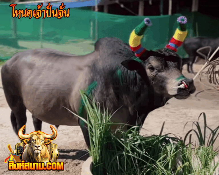 โหนดเจ้าปั่นจั่น_0