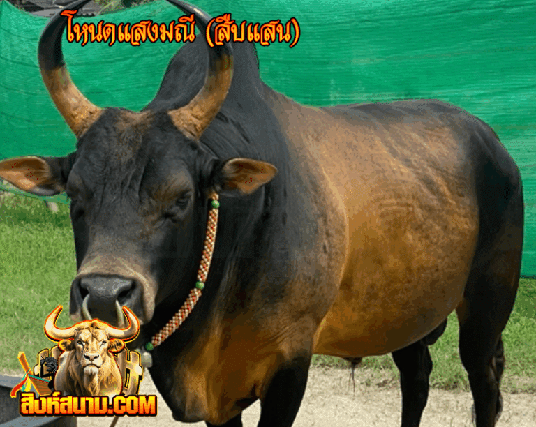 โหนดแสงมณี (สืบแสน)_0
