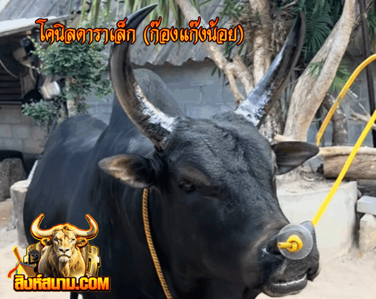 ก็องแก็งน้อย