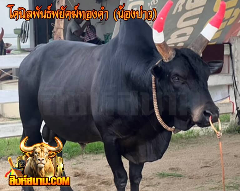 โคนิลพันธ์พยัคฆ์ทองคำ (น้องบ่าว)
