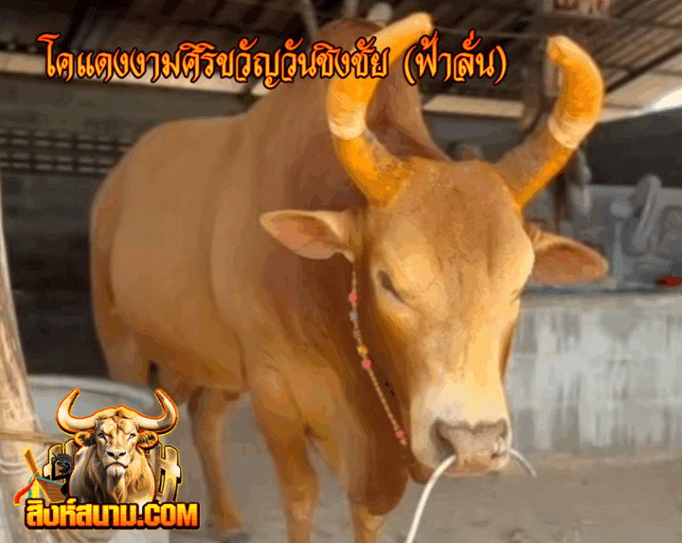 โคแดงงามศิริขวัญวันชิงชัย (ฟ้าลั่น