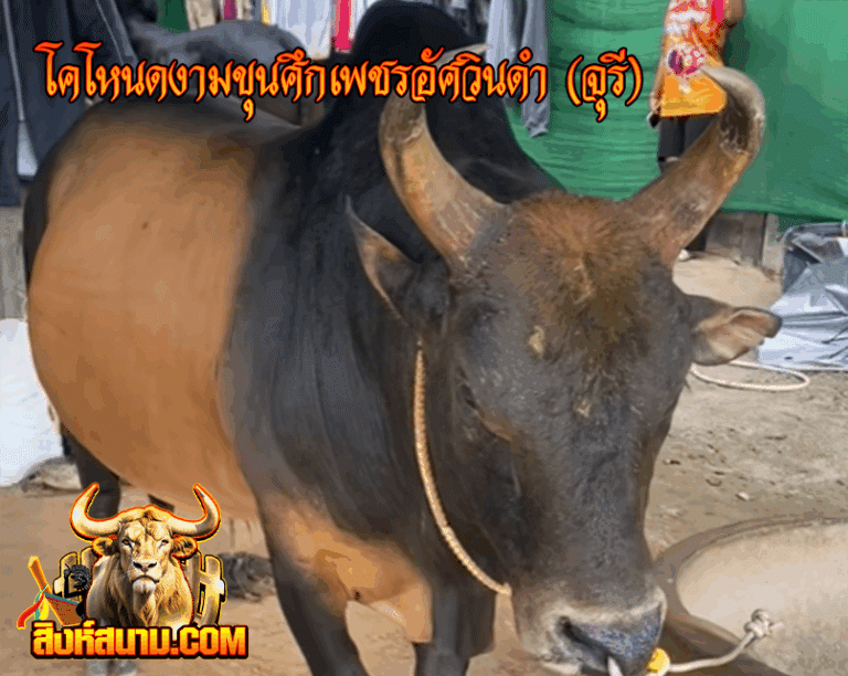 โคโหนดงามขุนศึกเพชรอัศวินดำ (จุรี)
