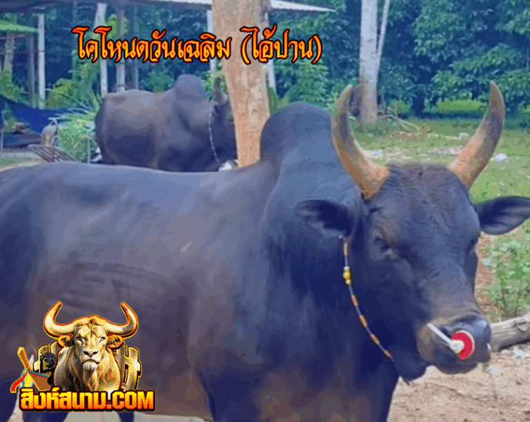 โคโหนดวันเฉลิม (ไอ้ปาน)_0